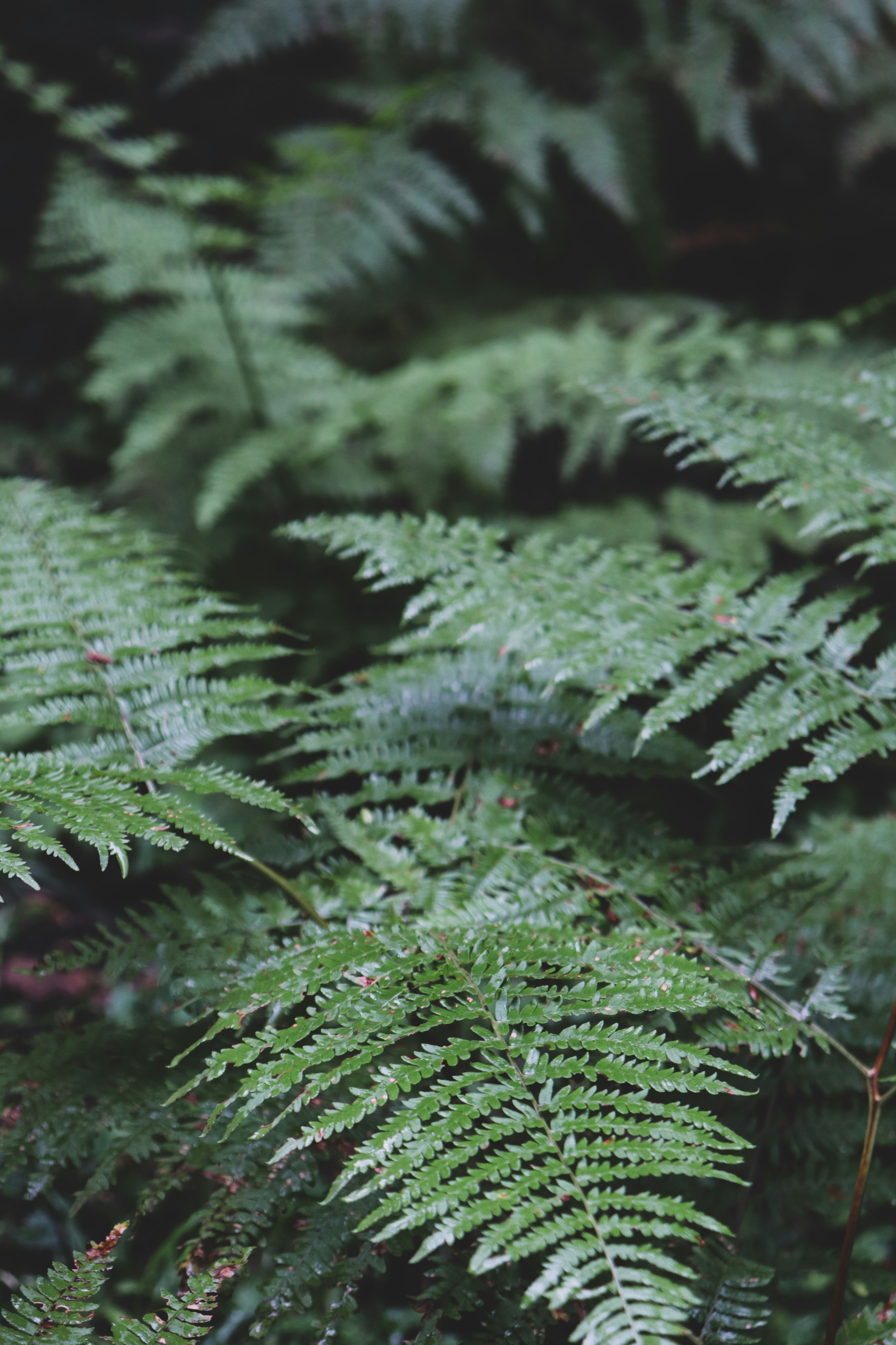 green fern plant in close up photography